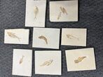 Lot - Green River Fossil Fish - Wyoming #354653-1